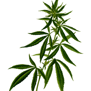 Cannabis PNG