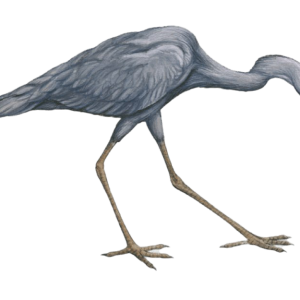 Heron PNG