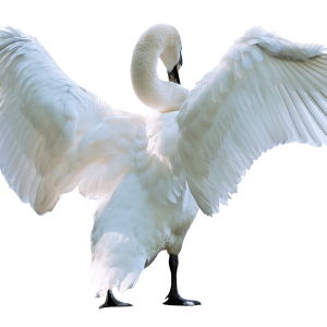 Swan PNG