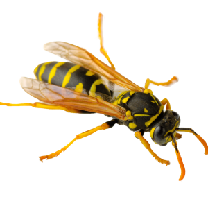 Wasp PNG