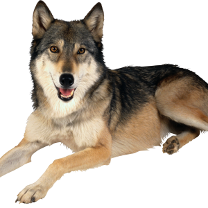 wolf png image