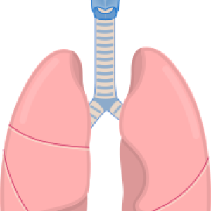 Lungs PNG