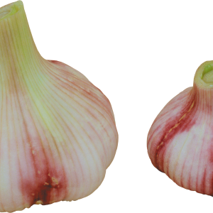 Garlic PNG