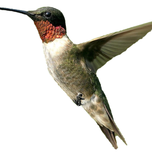Hummingbird PNG