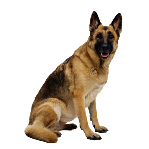 dog png image, picture, download, dogs