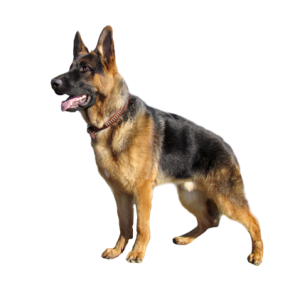 German Shepherd PNG