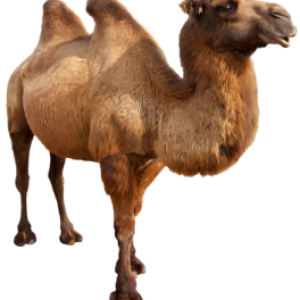 Camel PNG