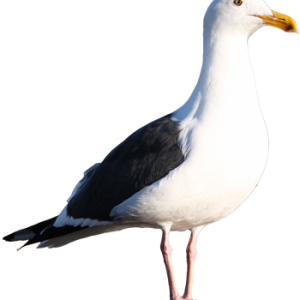 Gull PNG