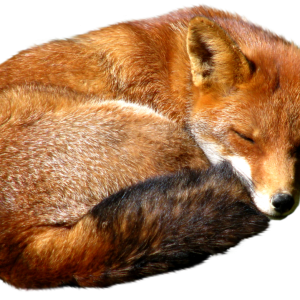 Fox PNG