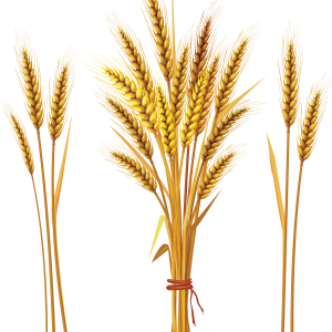 Wheat PNG
