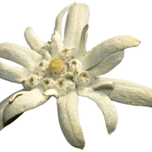 Edelweiss PNG