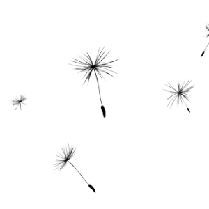 Dandelion PNG