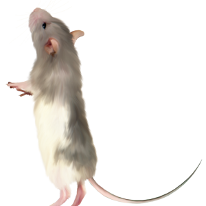 mouse, rat PNG image