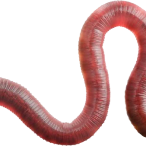 earthworm worm PNG