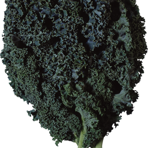 Salad PNG image