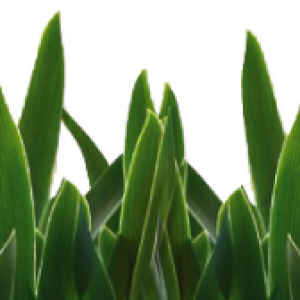 grass png image, green grass PNG picture