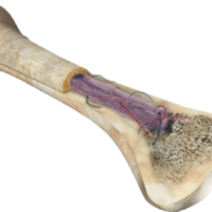 Bone PNG