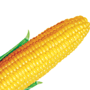 Corn PNG image