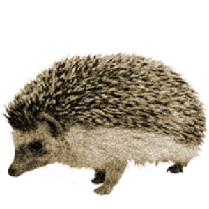 Hedgehog PNG