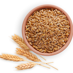 Wheat PNG