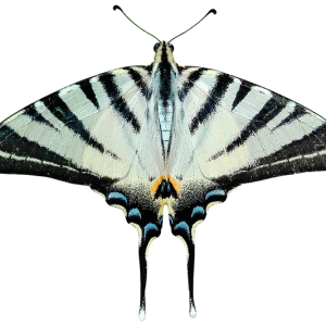 Moth PNG