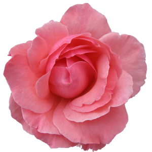 Pink rose png image, free picture download