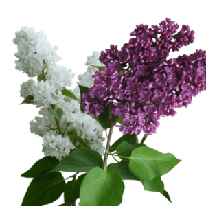 Lilac PNG