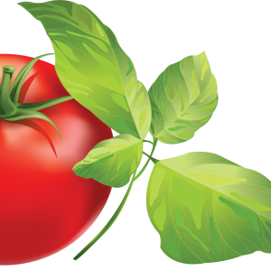 Tomato wi leaves PNG