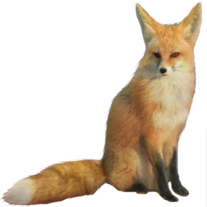 Fox PNG