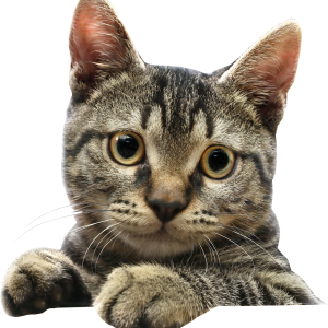Cat head picture PNG