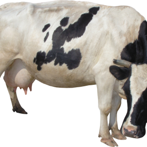 cow PNG