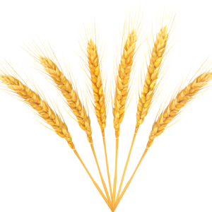 Wheat PNG