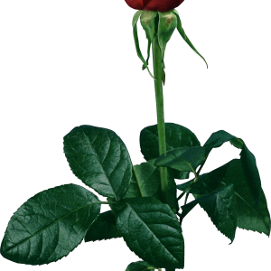 Rose PNG