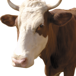 cow PNG