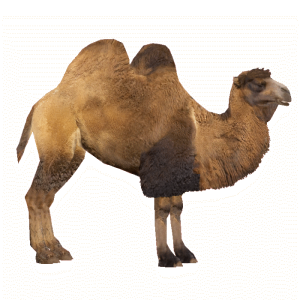 Camel PNG