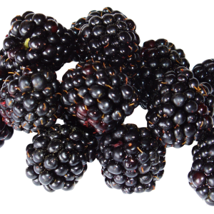 Blackberry PNG