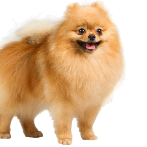Dog PNG