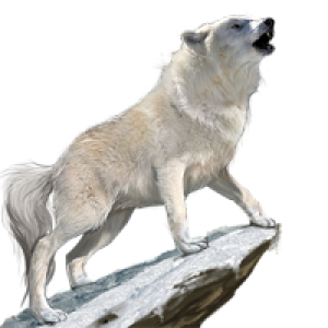 Wolf PNG