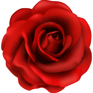 Rose PNG