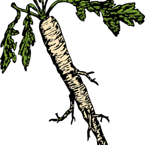 Horseradish PNG