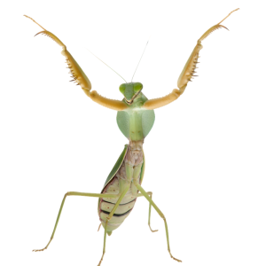 Mantis PNG