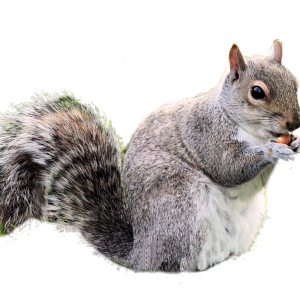 Squirrel PNG