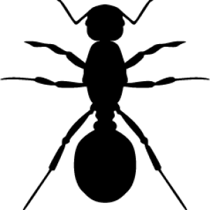 ant PNG