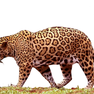 Jaguar PNG