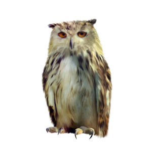Owl PNG