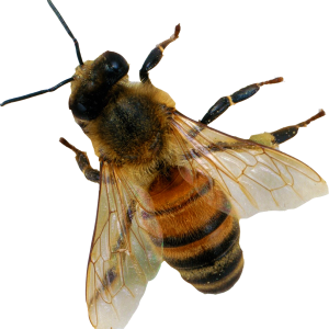 Bee PNG