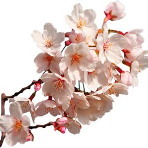 Sakura PNG