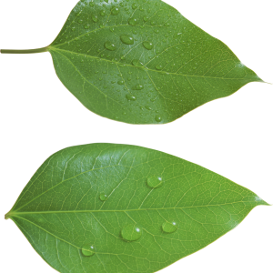 Green leaf PNG