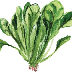 Spinach PNG