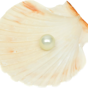 Seashell PNG